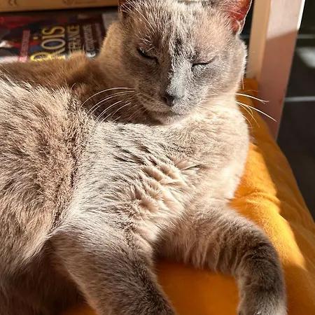 2 Pres De L'aeroport Et Du Meett Bed & Breakfast Blagnac